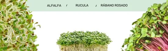 semillas ecologicas para germinar brotes gourmet