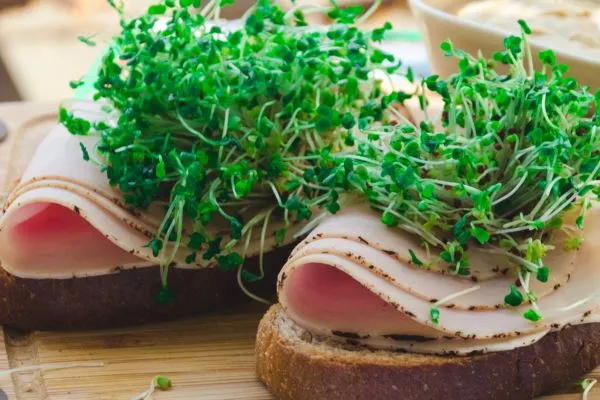 semillas de mostaza para germinar, brotes caseros germinados sobre una tostada