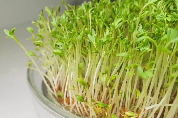 microgreens hidroponicos de berro