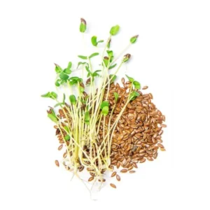 semillas para germinar alfalfa